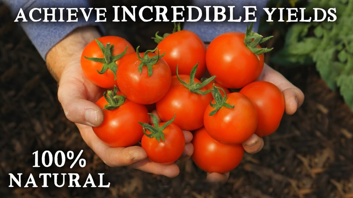Don’t Make THIS Tomato Growing Mistake Don't Make THIS Tomato Growing Mistake
