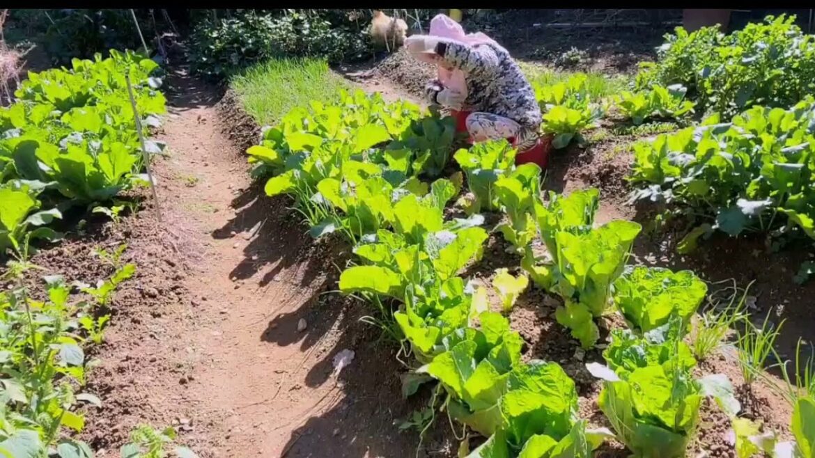 Learn How to Take Care of a Clean Vegetable Garden
