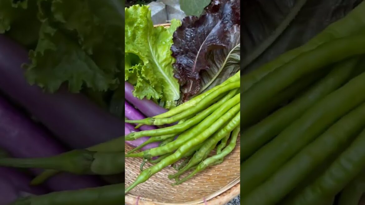 Beautiful Nature with Rural Life (P51) - Fresh vegetable garden