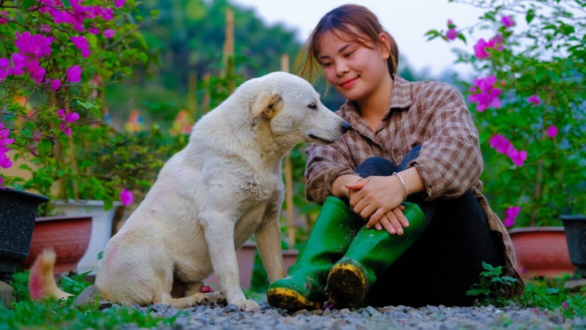Plant bougainvillea in the ground, build a vegetable garden - Thao vy building life