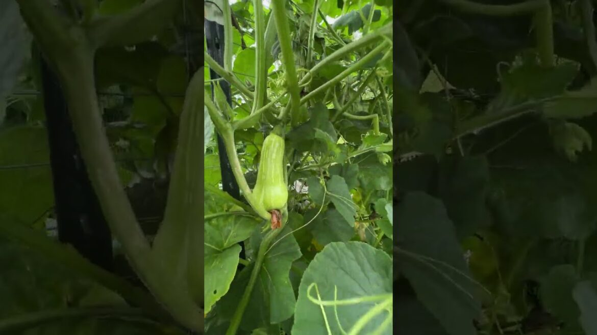 How Vegetable Garden in America Home Look? ❤️ How Vegetable Garden in America Home Look? ❤️