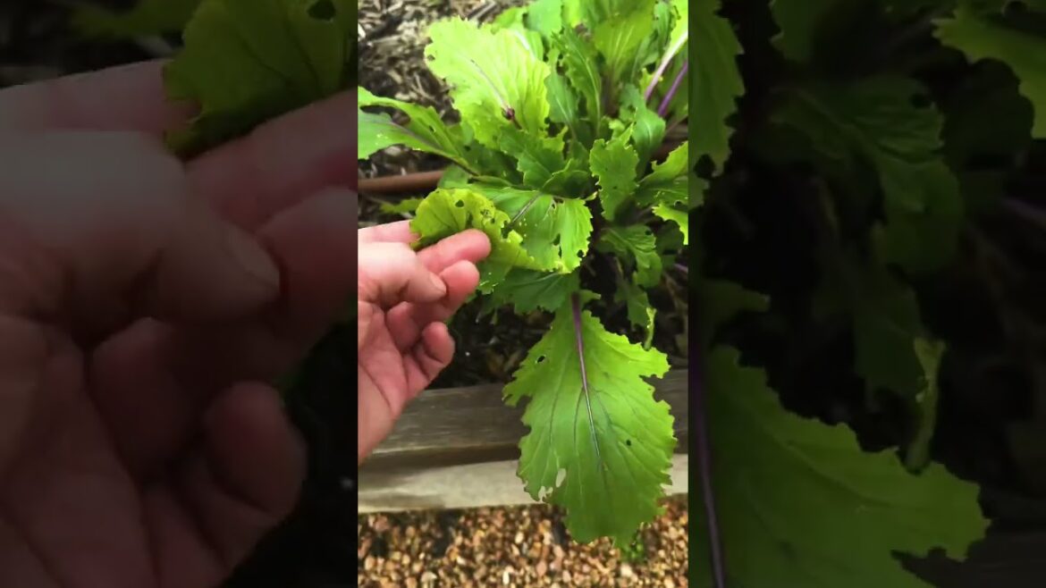 Organic Way to Treat Caterpillar Damage ￼in Vegetable Garden