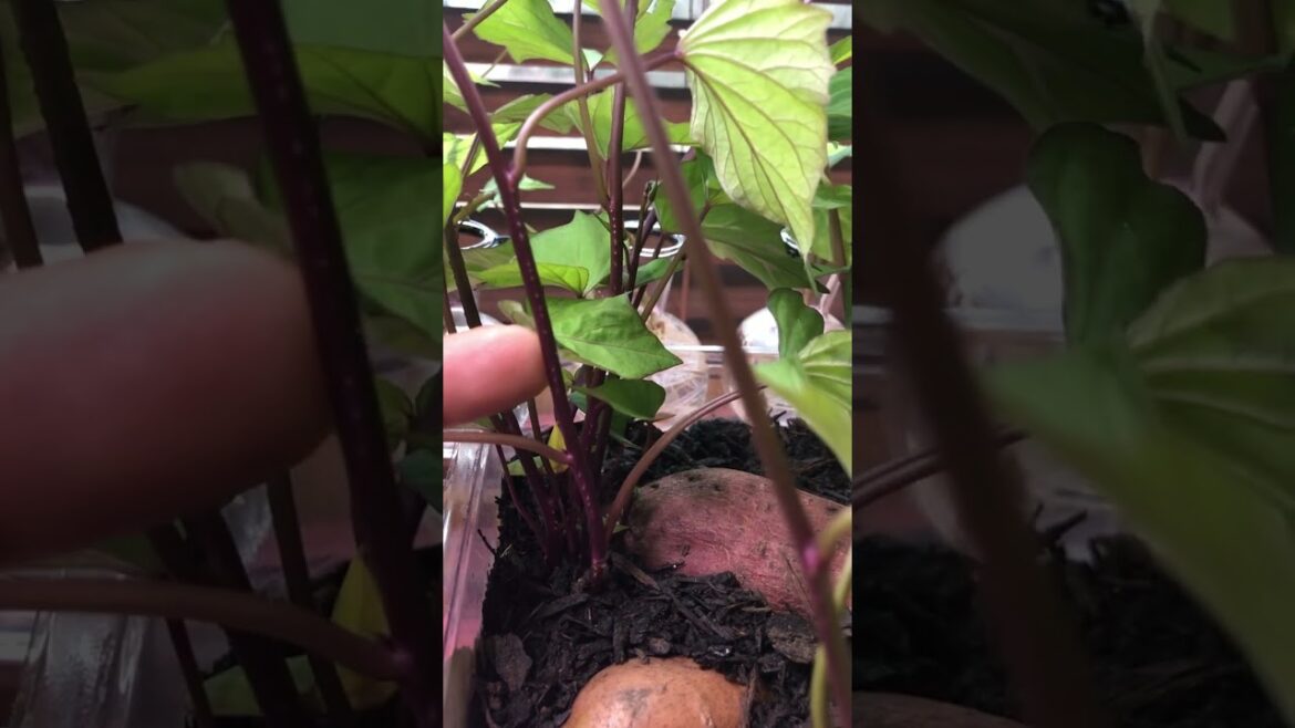 Stop Buying Sweet potato slips #shorts #vegetablegarden #gardening #garden