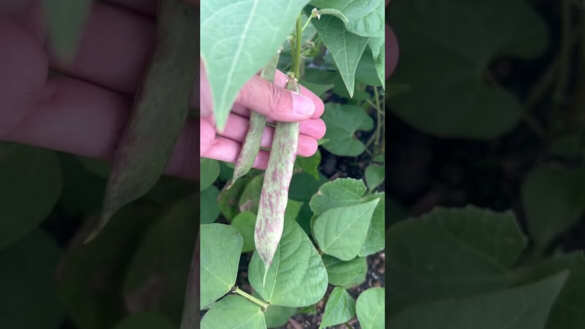 #vegetablegarden #backyardgarden #gardening #raisedbed #raisedbedgarden #garden #urbanfarm #growfood