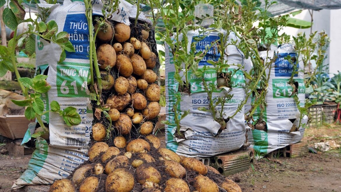Why do potatoes grow in bags of soil have so many tubers? Here is the answer Why do potatoes grow in bags of soil have so many tubers? Here is the answer