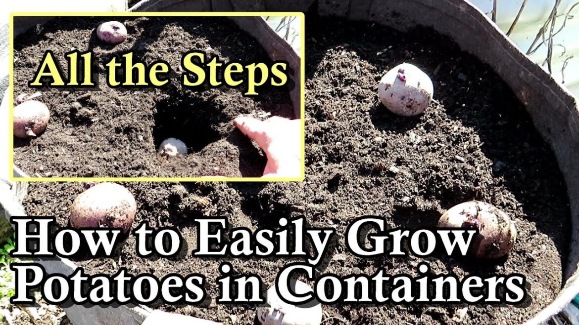 All the Steps for Planting Potatoes in Containers: Soil, Compost, Fertilizer, Depth & Spacing