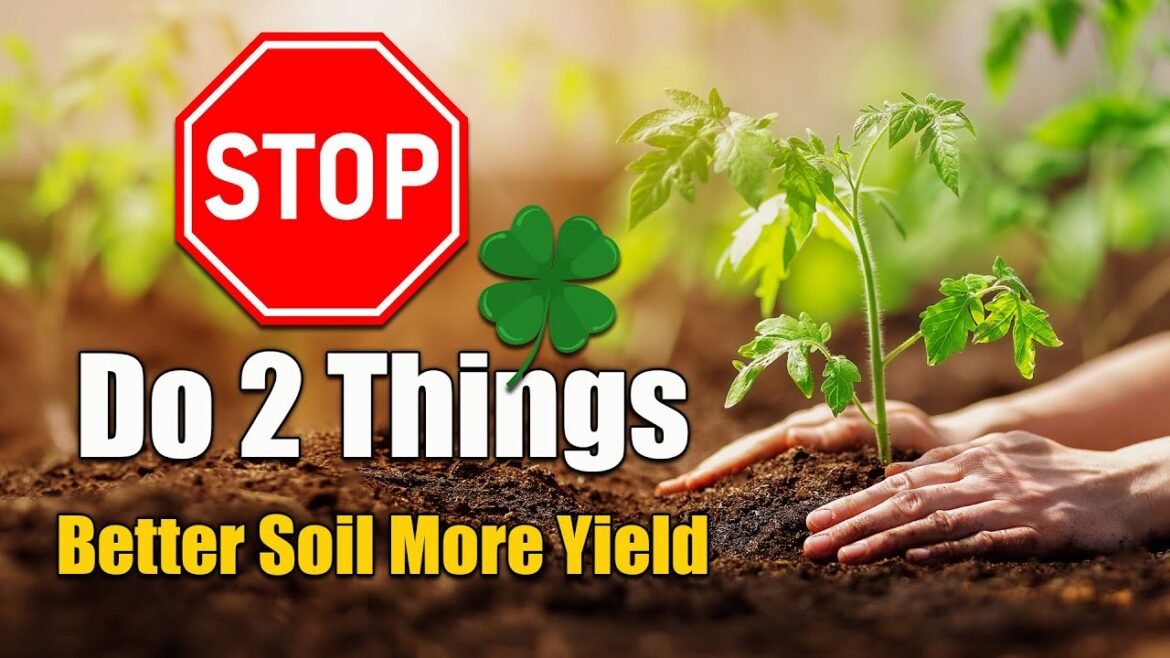 Two Things for Great Vegetable Garden Soil