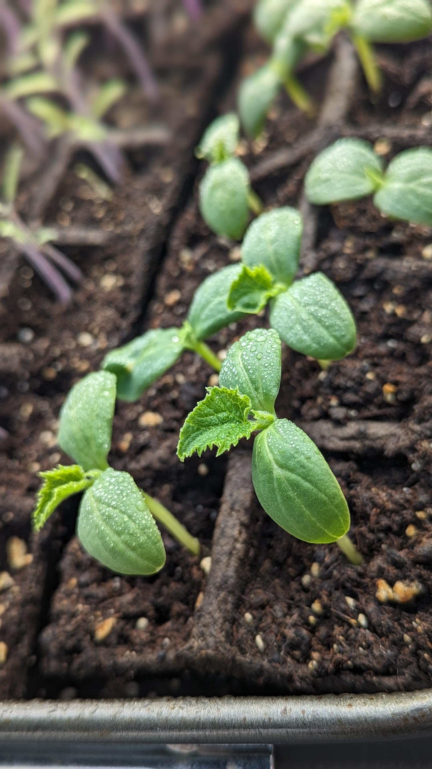 First Time Growing Cucumbers From Seeds Dining and Cooking