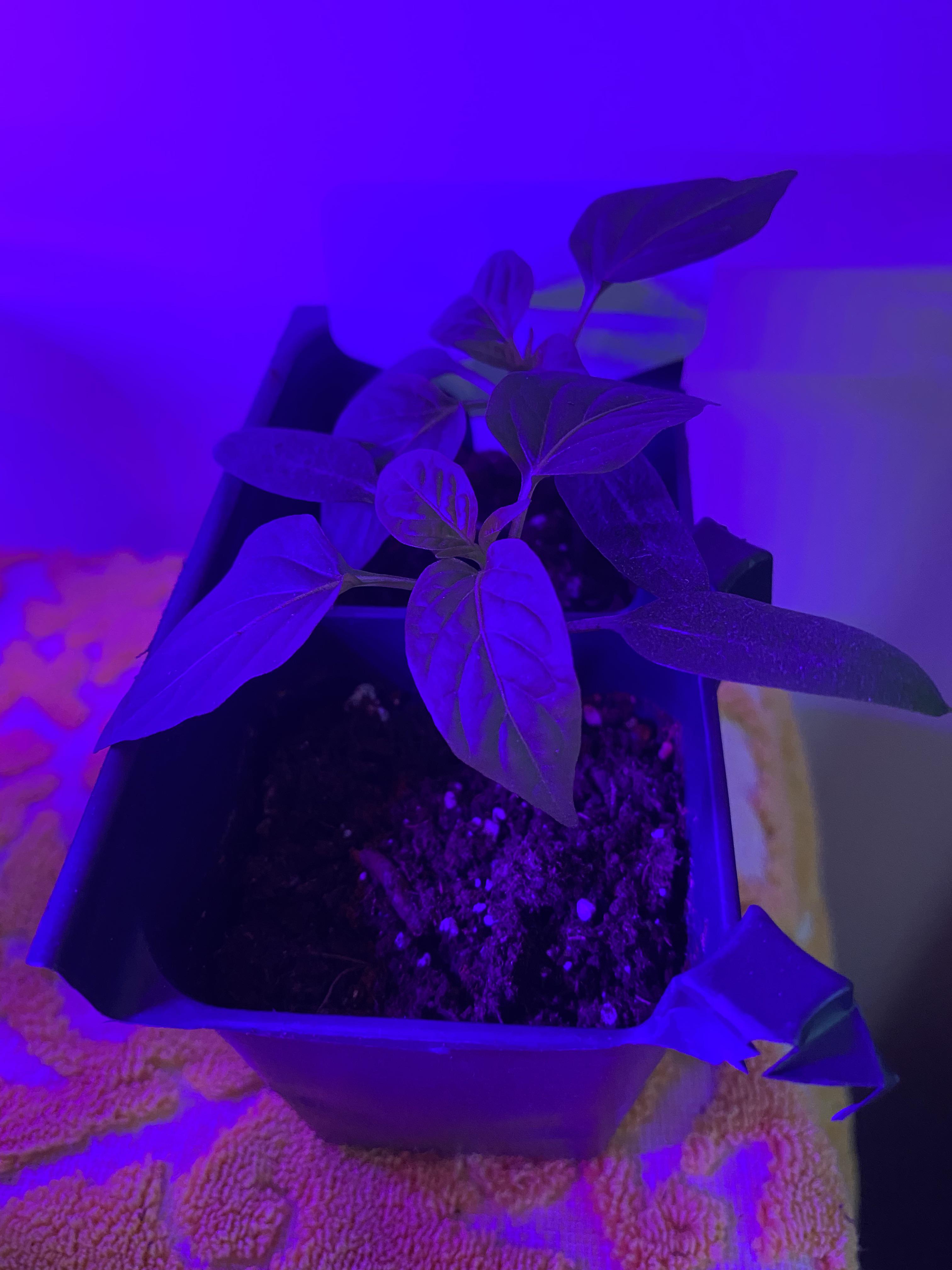 Do these bell peppers need repotting or will they be OK in these seed