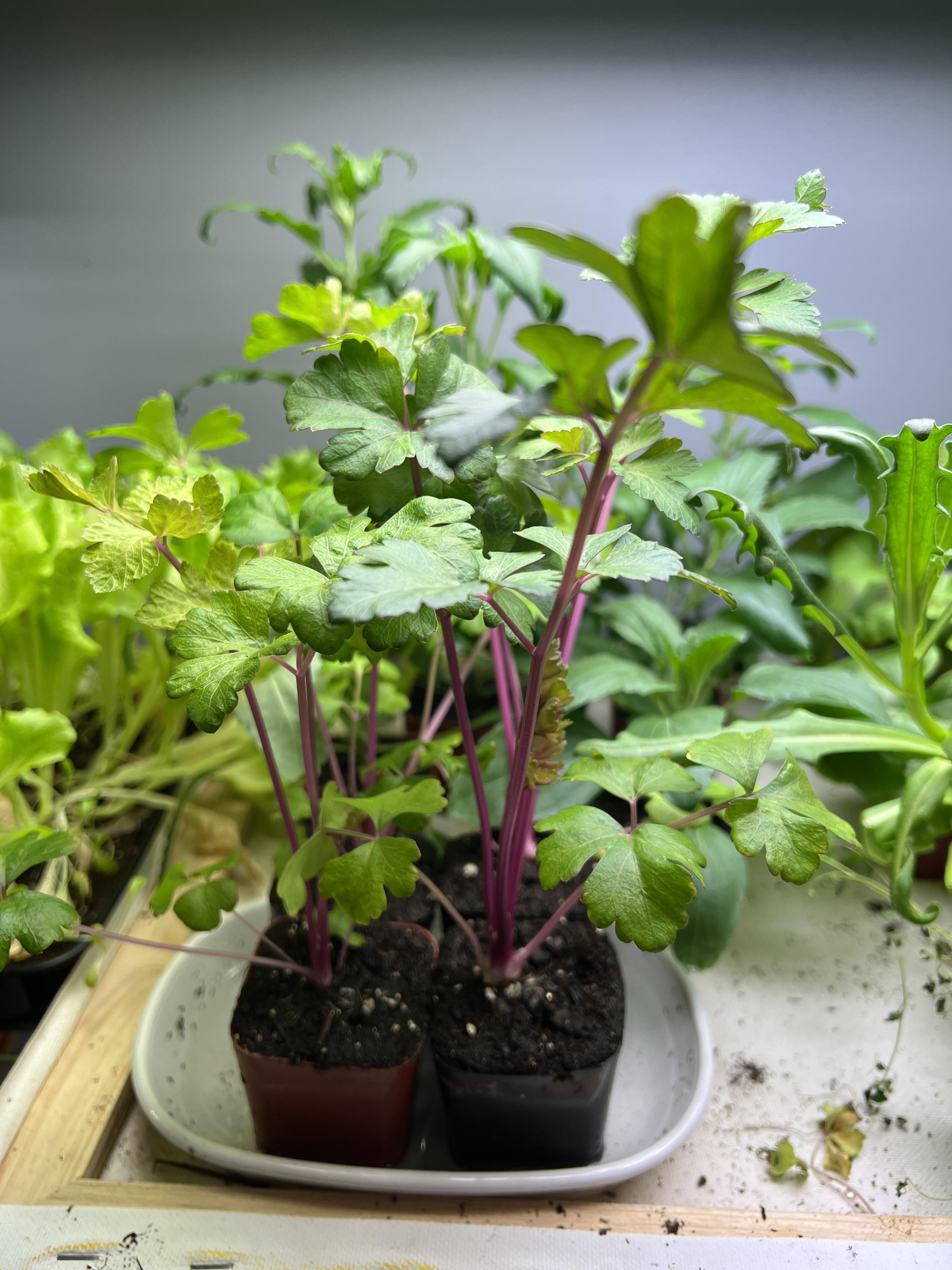 Chinese pink celery looking great! Dining and Cooking