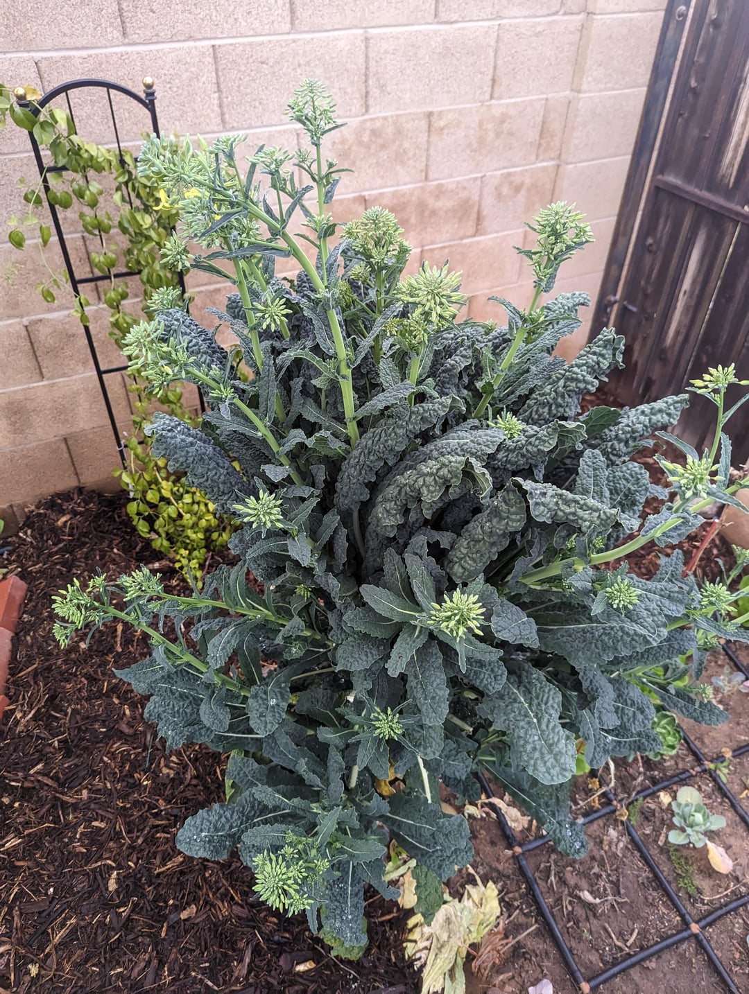 Bolting Lacinato Kale and Pesto adventures Dining and Cooking