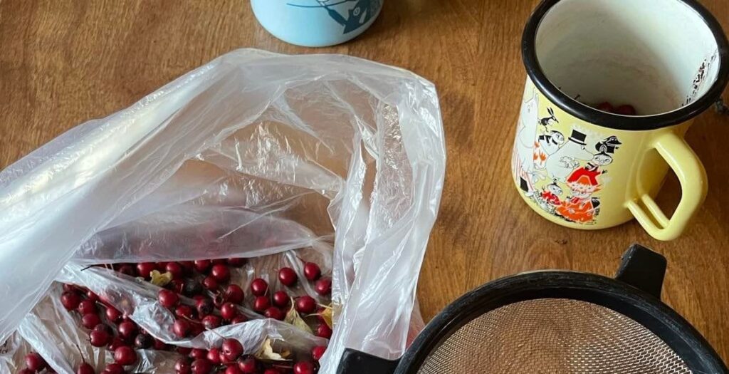 A Helpful Guide to Foraging Wild Edible Plants, for Beginners