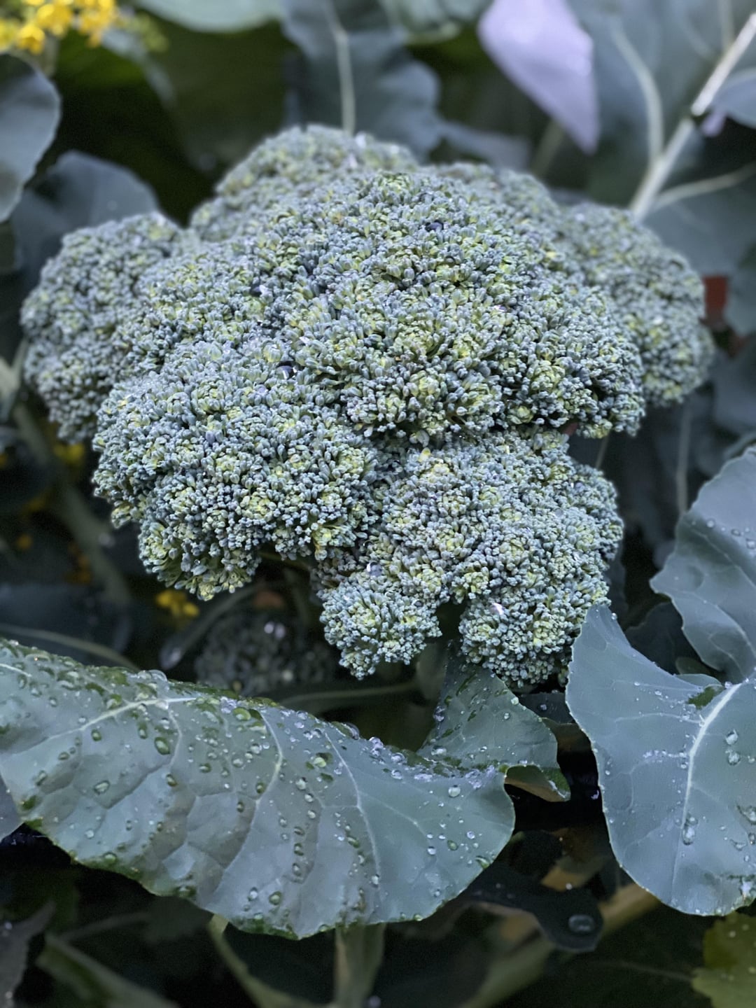 Broccoli Harvest in Zone 9b Dining and Cooking