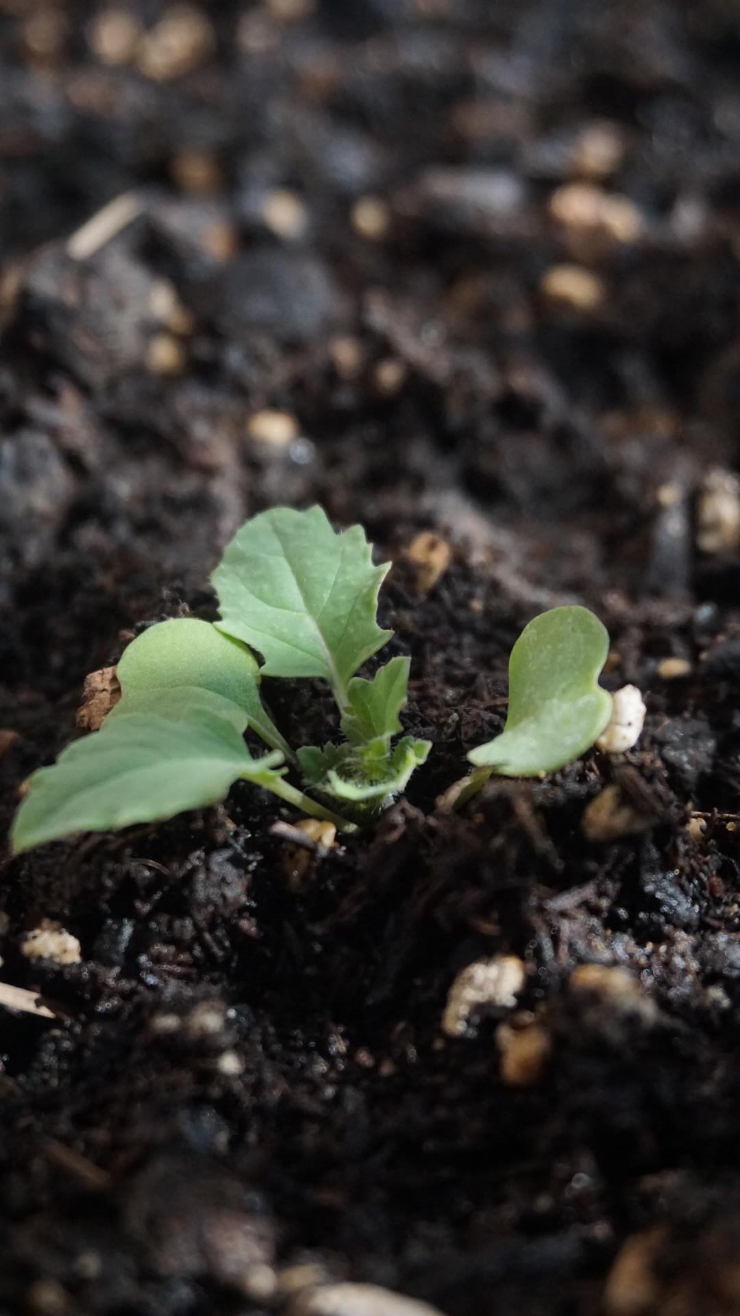 seedling successes! kale and lettuce Dining and Cooking