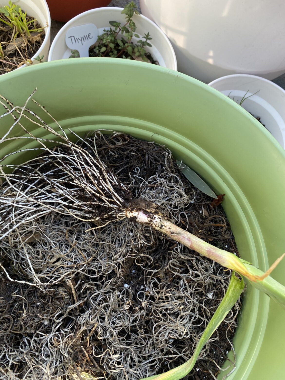 Why does my garlic look like this? Picked too early ? First time growing :/