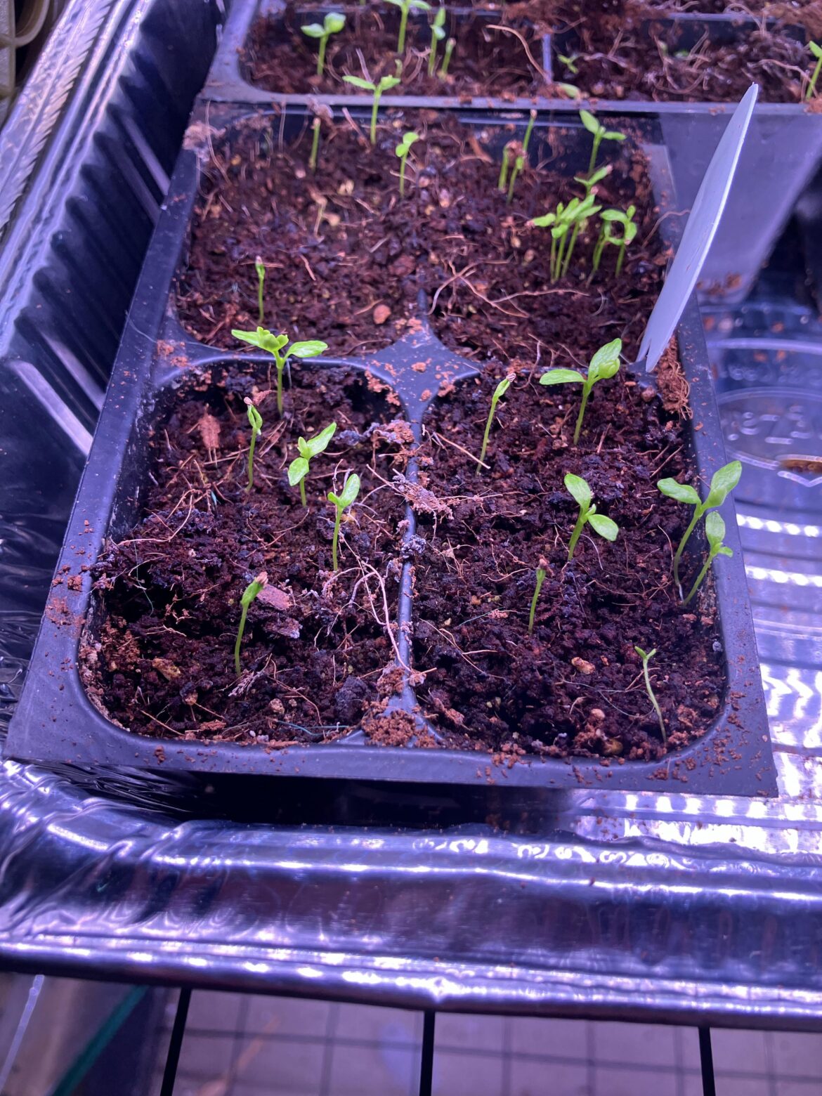 First time celery: ok they sprouted, now what? 5B/6A ish