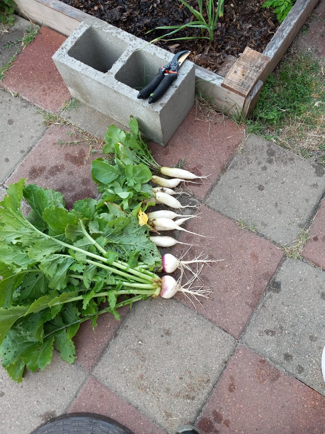 My last harvest of radishes planted in January. Beets and turnips are