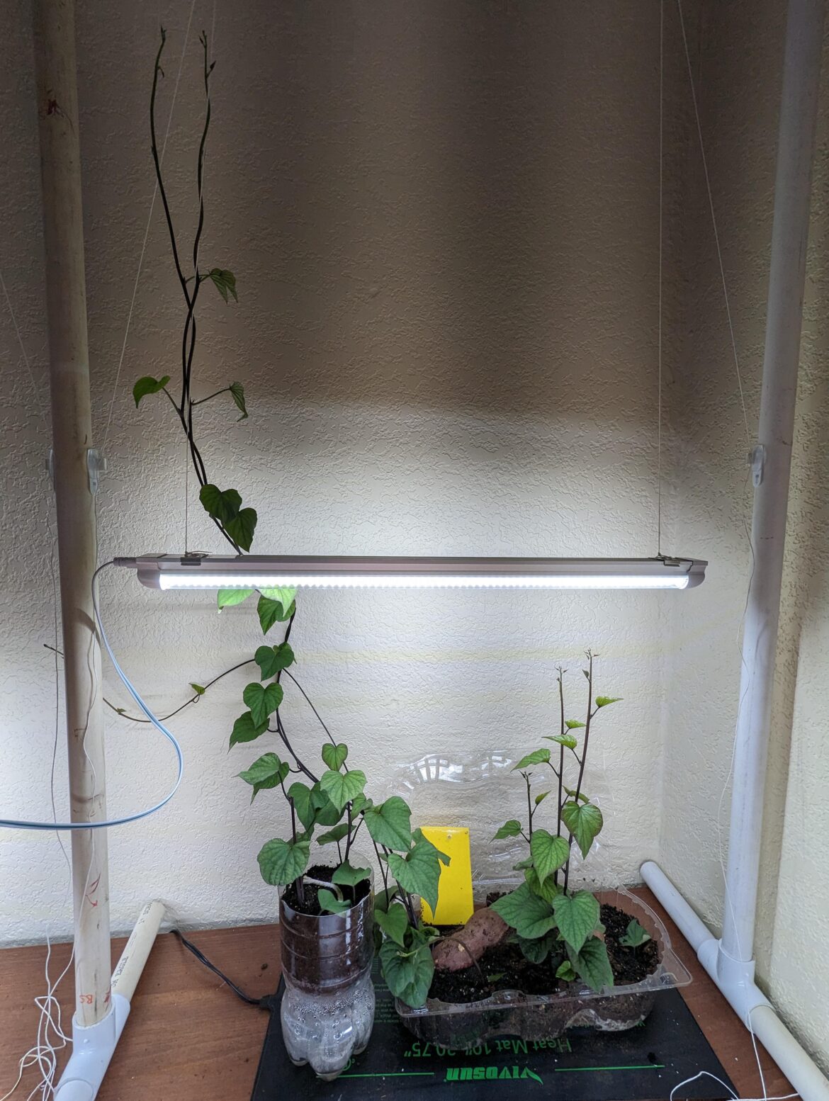 Inspired by the post from u/revolutionaryweb409, I present my 고구마 (Korean sweet potato).