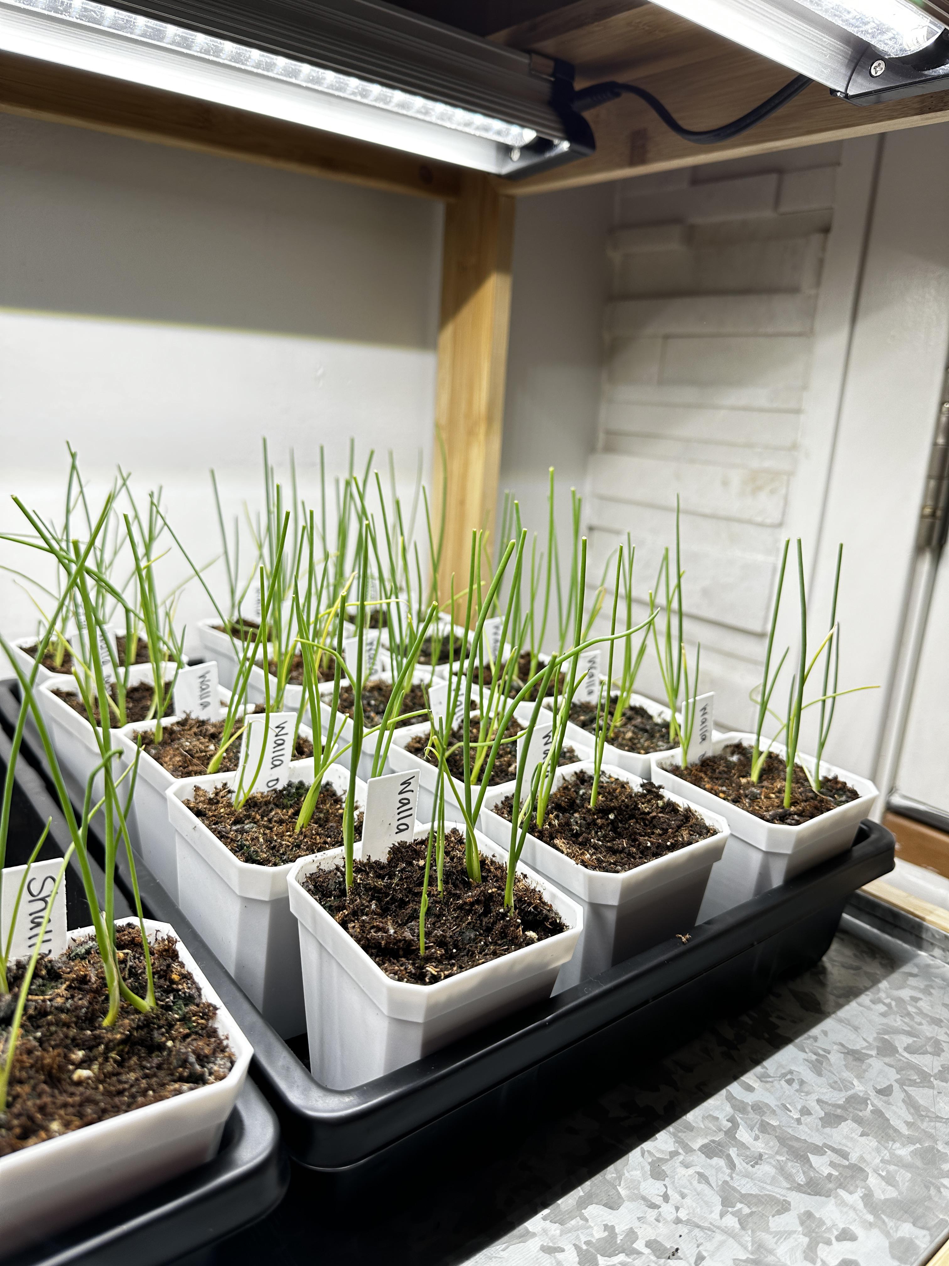 4 week old onion seedlings 🌱 🧅 ZONE 4B Dining and Cooking