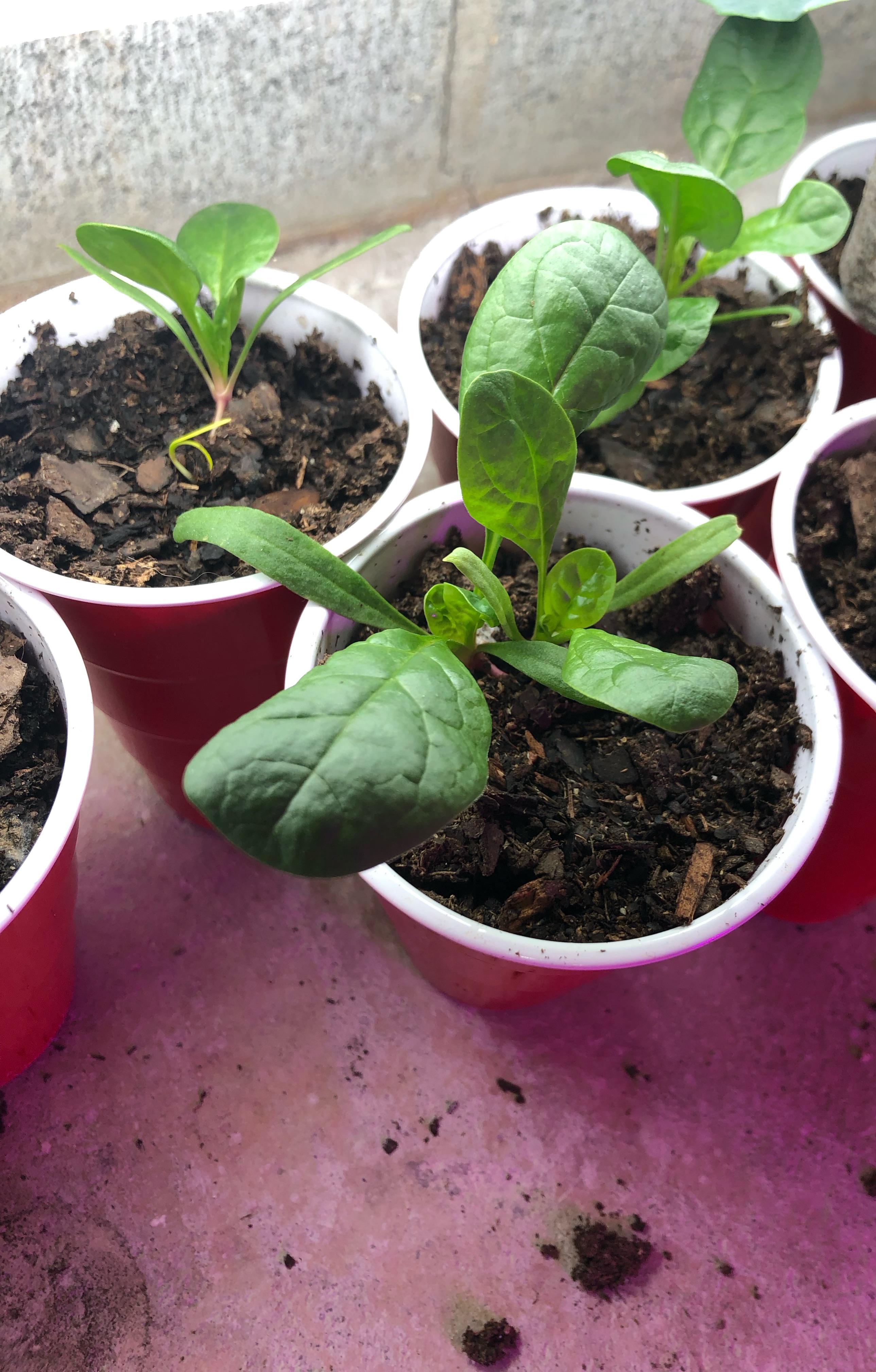When can I transplant this spinach outside? Zone 5B Dining and Cooking