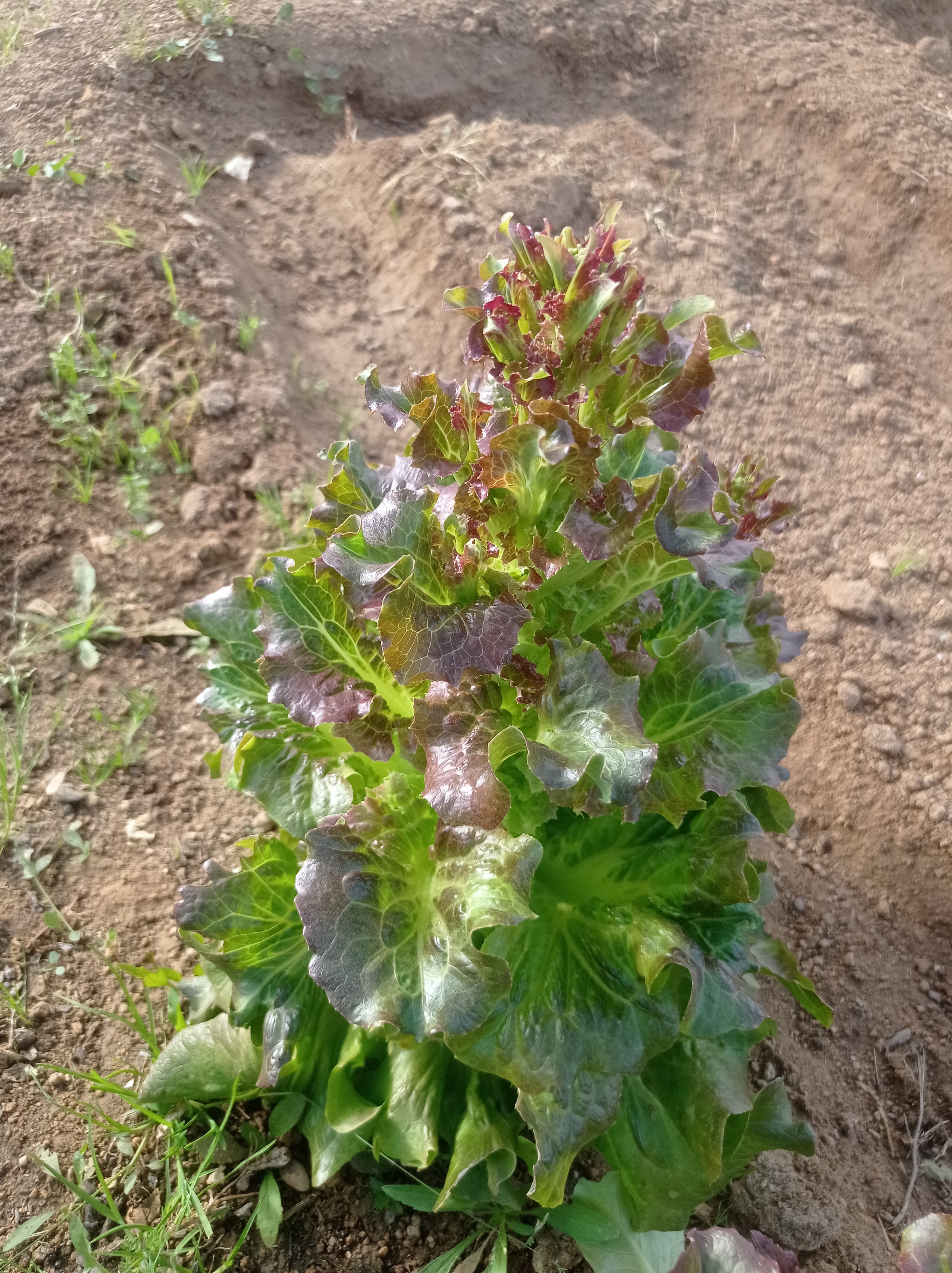 How do you stop salad going to seed? Is this just inevitably what
