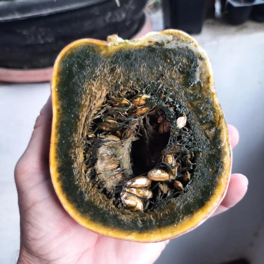 Guatemalan green fleshed ayote squash..