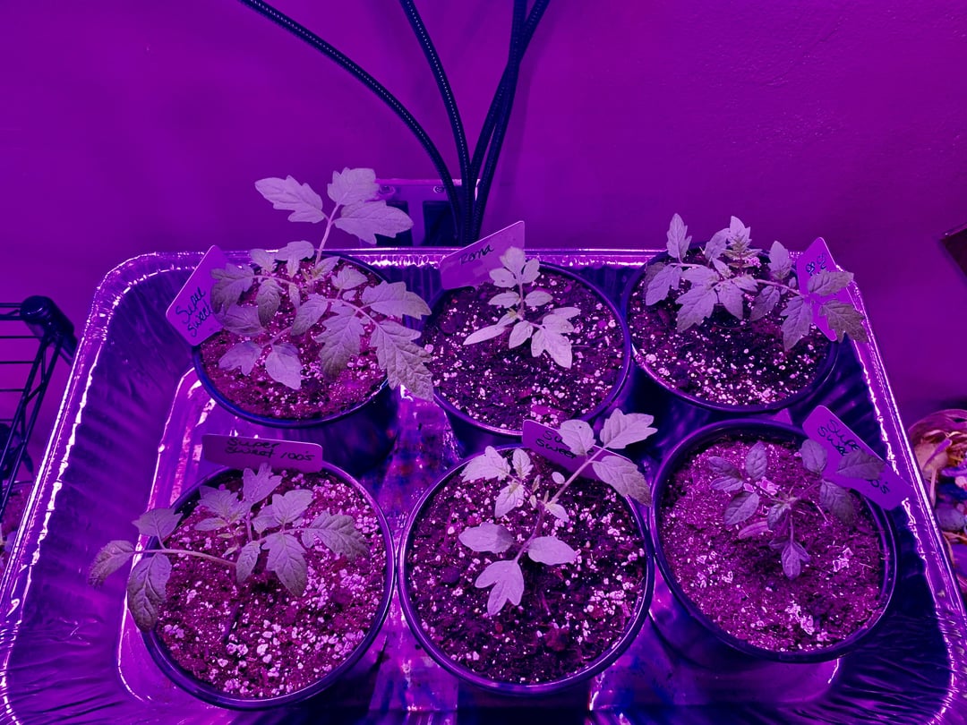 4x20 garden area. Today I direct sowed my lettuce and spinach