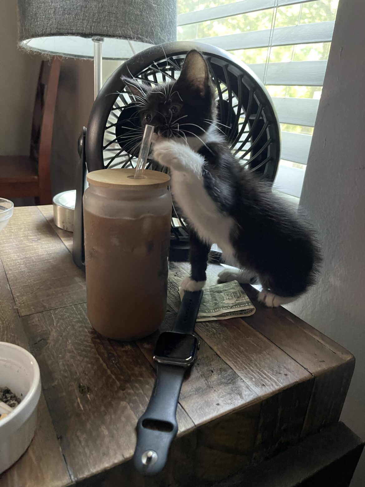 Even Bootsie can’t resist the cold brew from Bodacious Brew in Pensacola, FL. (I bought the cup from there, too.)