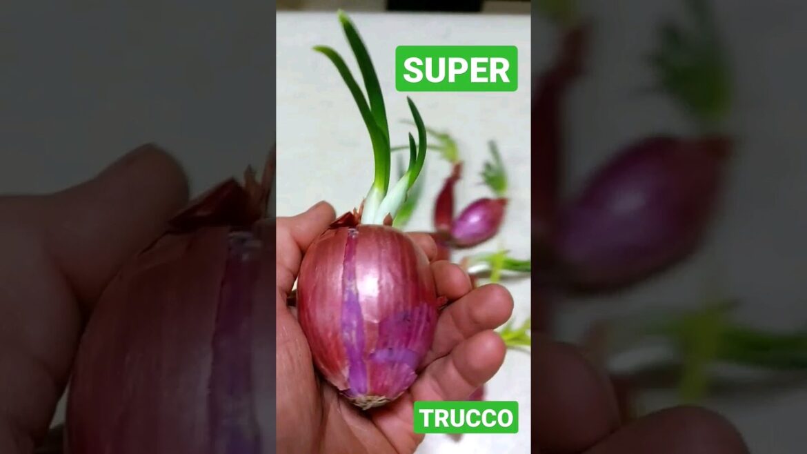 CIPOLLE DAGLI SCARTI MARCI coltivazione cipolle in casa #shorts #garden #orto #giardinaggio #fiori