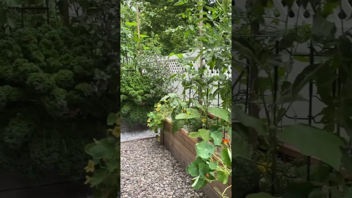 MOST BEAUTIFUL VEGETABLE GARDEN: ORGANIC & GROWN FROM SEED #garden #gardening #organic #reshgala