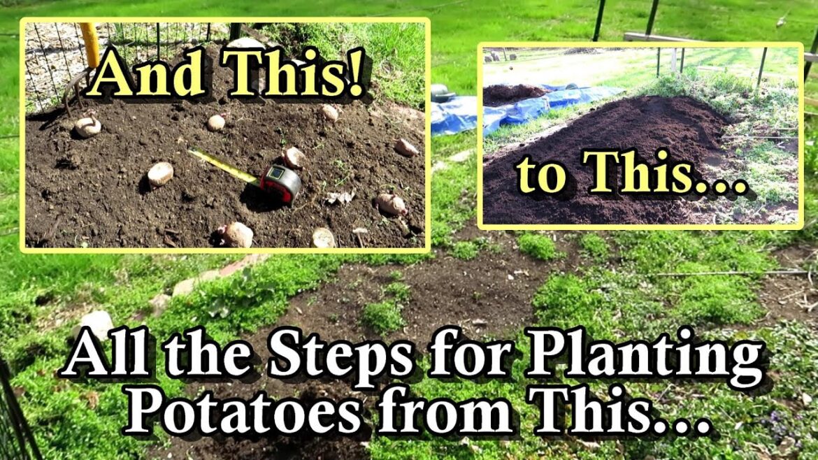 How to Prepare the Ground and Plant Potatoes: When to Plant, Soil, Compost, Fertilizer, & Spacing How to Prepare the Ground and Plant Potatoes: When to Plant, Soil, Compost, Fertilizer, & Spacing
