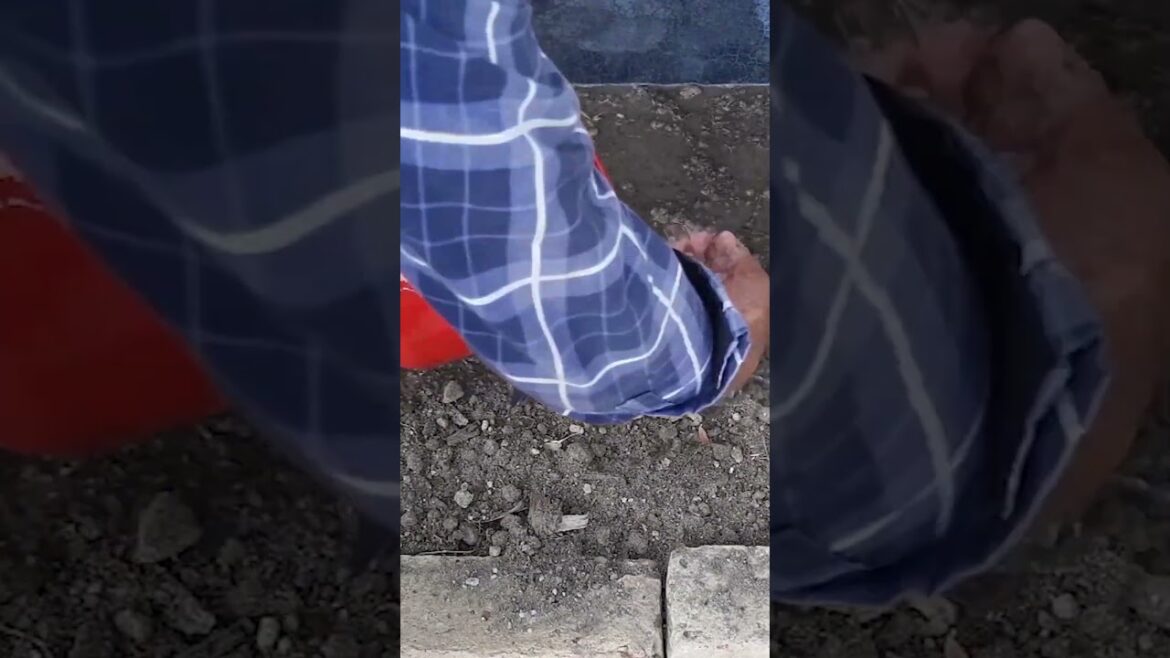 Grow jute as a vegetable, germinating and growing saluyot seed#Shorts