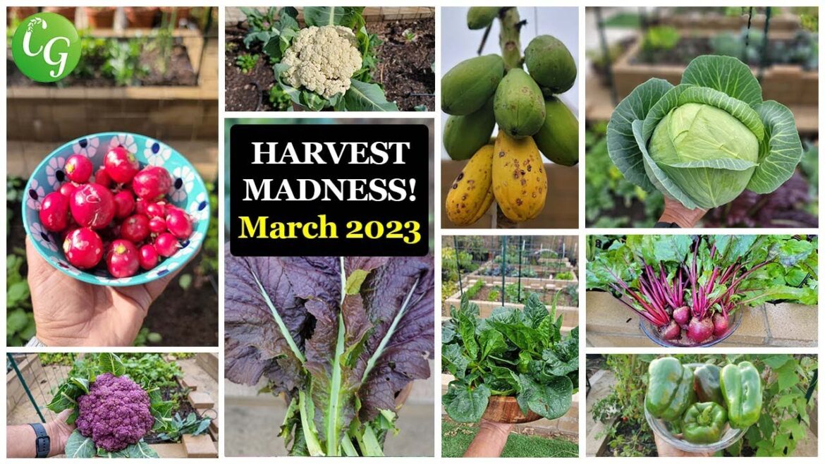 Get Ready for Spring! How California Gardeners are Preparing for Tons of Veggies