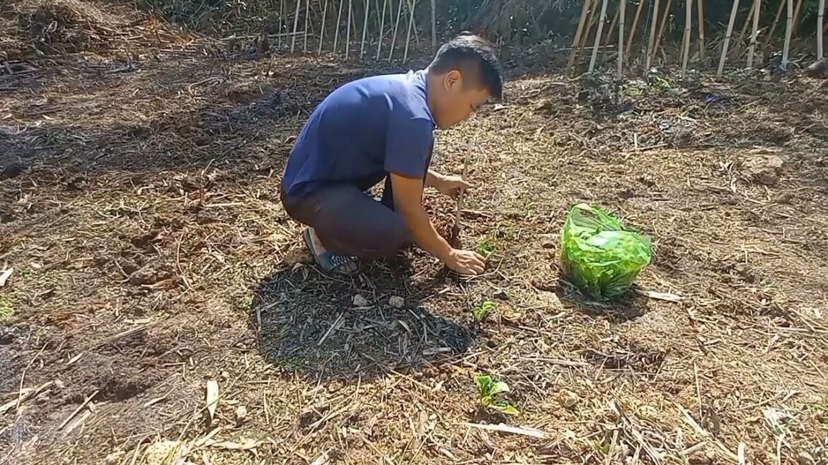 Taking Care of Vegetables, Expanding Vegetable Garden Area, Future Life