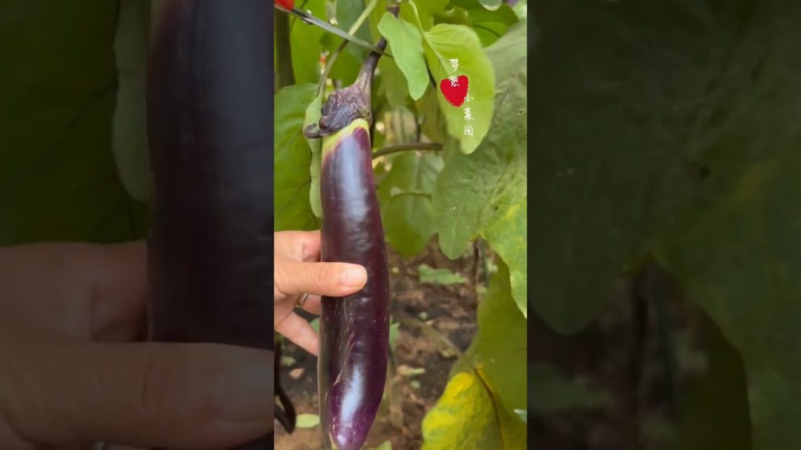 Beautiful Nature with Rural Life (P76) - Pretty vegetable garden