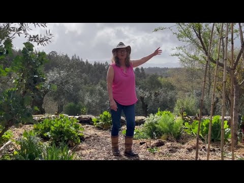 Spring Vegetable Garden and Food Forest Tour Spring Vegetable Garden and Food Forest Tour