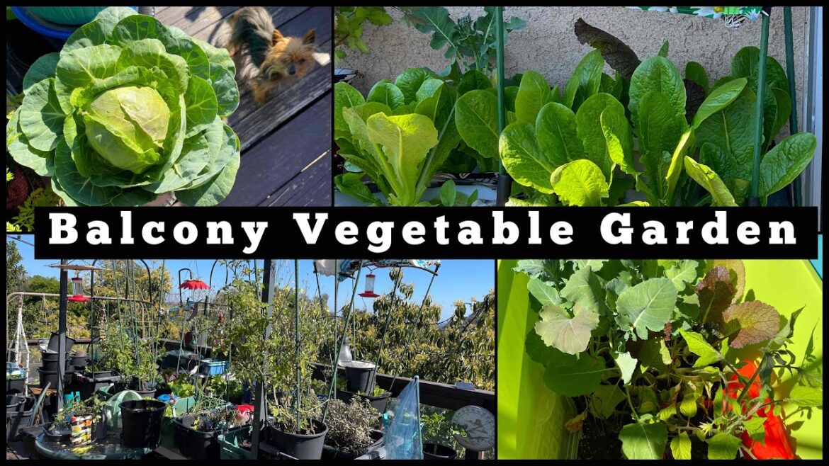 Balcony Garden, Small Space Container Gardening Terrace Growing Vegetable Garden at Home Ideas Soil