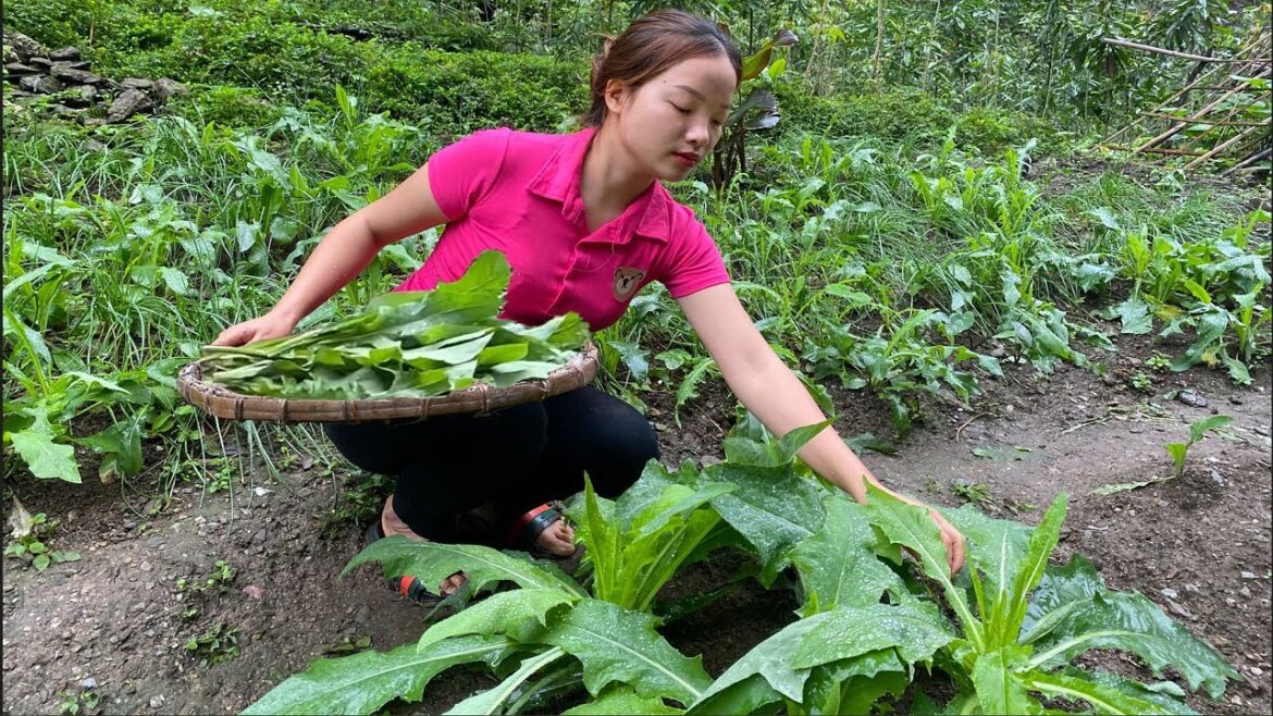 Make a trellis for beans, Harvest vegetables in the garden for cooking. My Daily Life Ep. 177 Make a trellis for beans, Harvest vegetables in the garden for cooking. My Daily Life Ep. 177