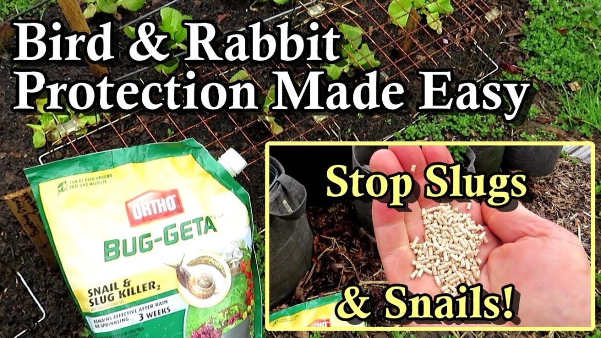 Stop Slugs & Snails and Decrease Bird & Rabbit Damage in Your Vegetable Garden: Quick Tip Solutions Stop Slugs & Snails and Decrease Bird & Rabbit Damage in Your Vegetable Garden: Quick Tip Solutions