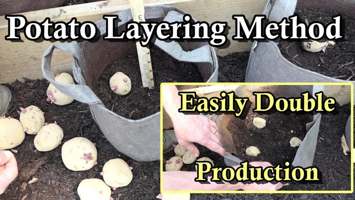 Double Your Potato Harvest by Layering Potatoes in Containers: All the Steps Demonstrated! Double Your Potato Harvest by Layering Potatoes in Containers: All the Steps Demonstrated!