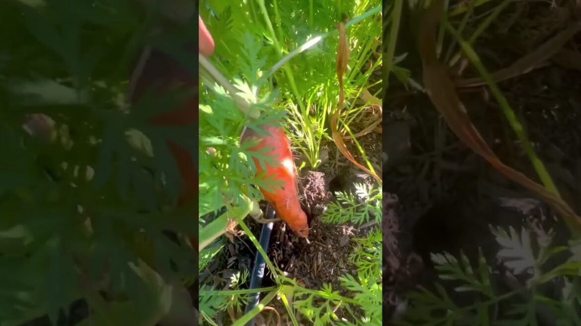 #gardening #backyardgardening #vegetablegarden #citygardening #raisedbedgarden #organic #raisedbed