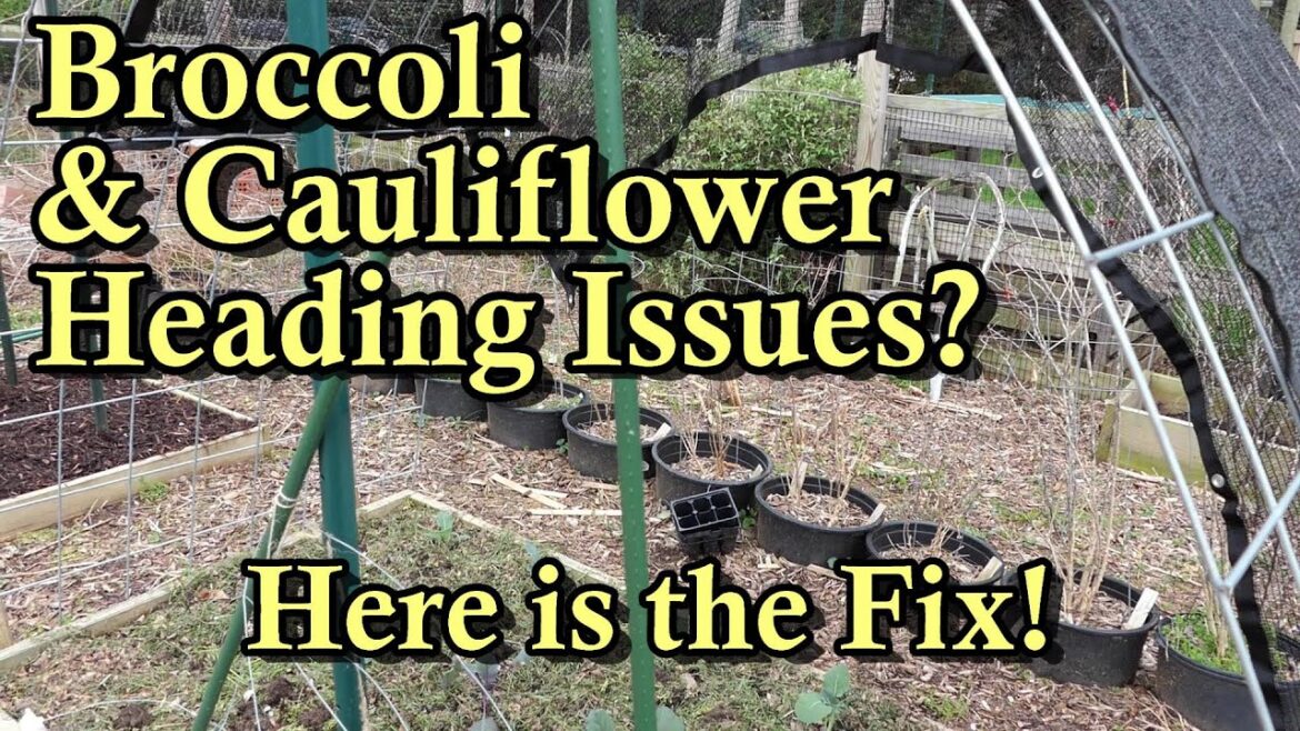 How to Get Broccoli and Cauliflower to Form Big Beautiful Heads: Shade Cloth & Mulch - Cool Soil!