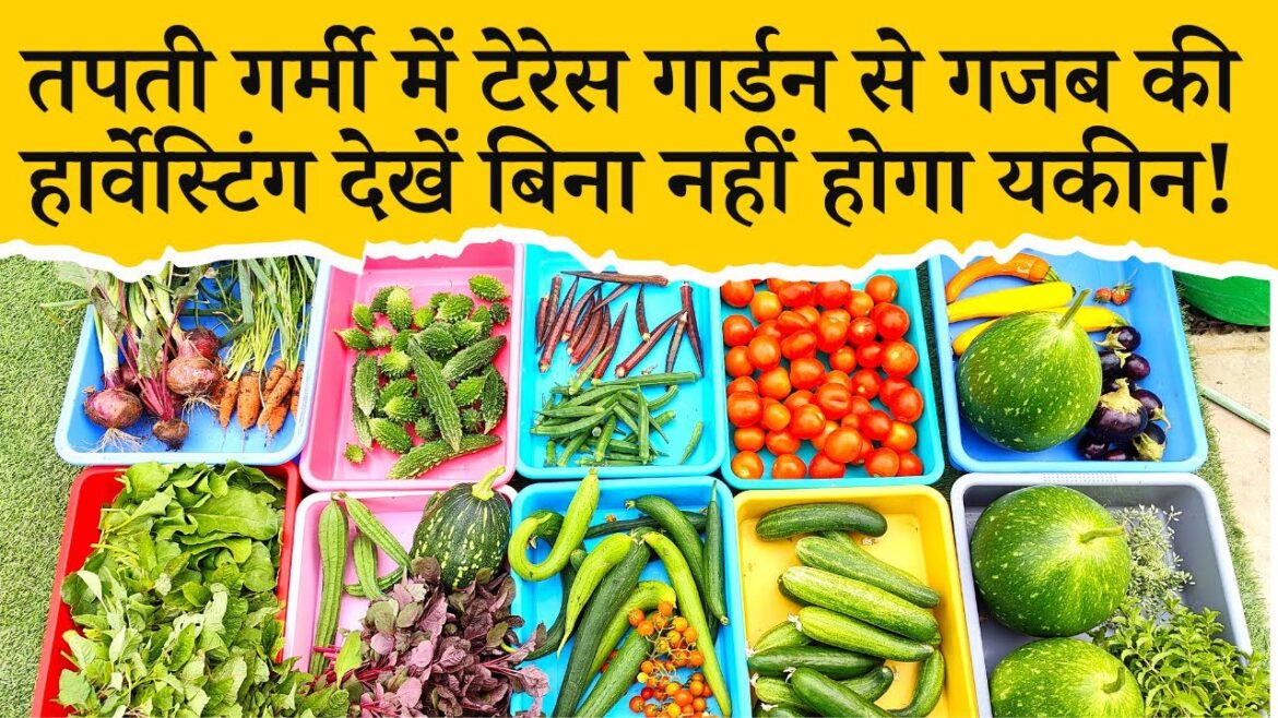 Unbelievable Organic Terrace Garden Harvest, This is What I Harvested Today! Terrace Gardening Video Unbelievable Organic Terrace Garden Harvest, This is What I Harvested Today! Terrace Gardening Video