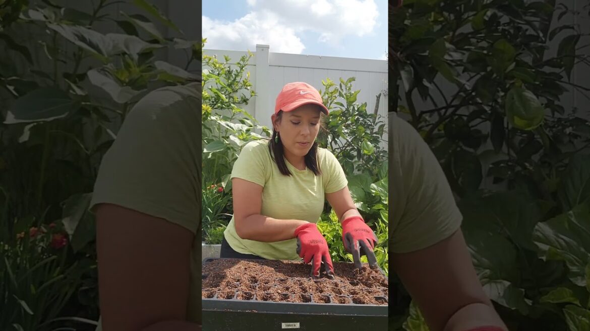 How to sow seeds in seed trays #sowingseeds #garden #vegetablegarden #beginngergardener #homegrown How to sow seeds in seed trays #sowingseeds #garden #vegetablegarden #beginngergardener #homegrown