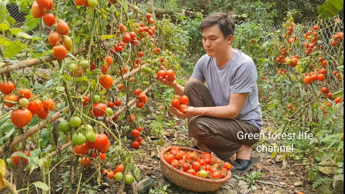 My vegetable garden from spring to autumn always beautiful. Robert | Green forest life (ep284) My vegetable garden from spring to autumn always beautiful. Robert | Green forest life (ep284)