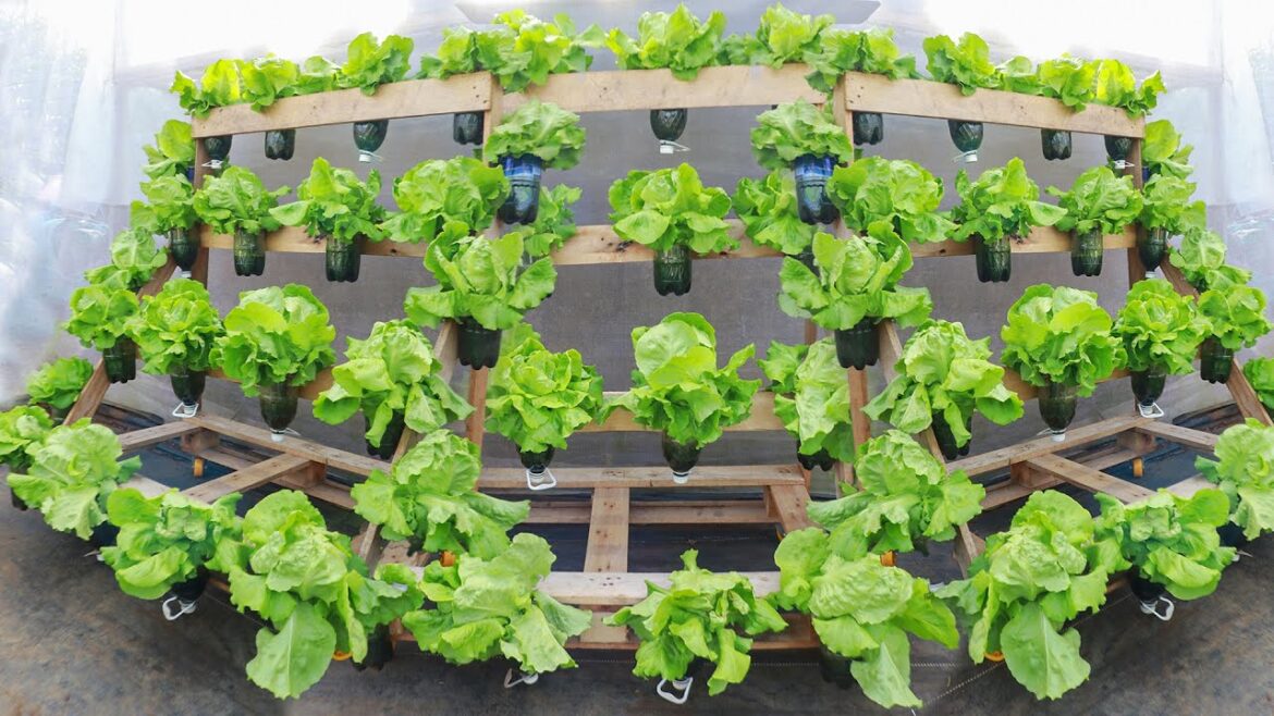 Turn a pallet into a delicious vegetable garden - Provide vegetables for the whole family