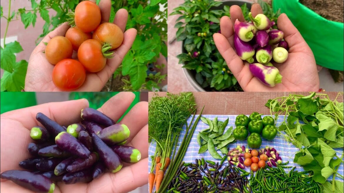 Great Harvesting From My Organic Vegetable Garden // Harvesting Organic Vegetables