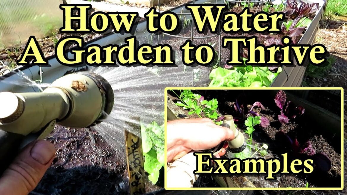 How to Water a Vegetable Garden with Examples: Frequency, Seedlings, New Transplants, Depth How to Water a Vegetable Garden with Examples: Frequency, Seedlings, New Transplants, Depth