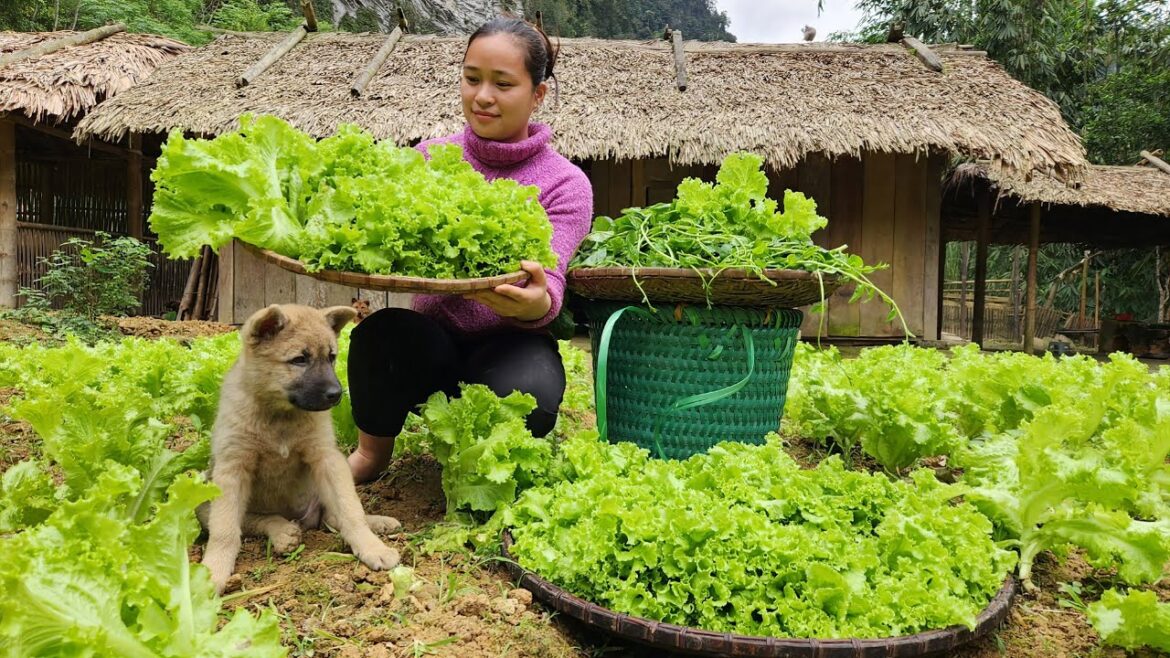 Harvesting Vegetable Garden Goes to the market sell - Gardening - Cooking | Lý Thị Ca