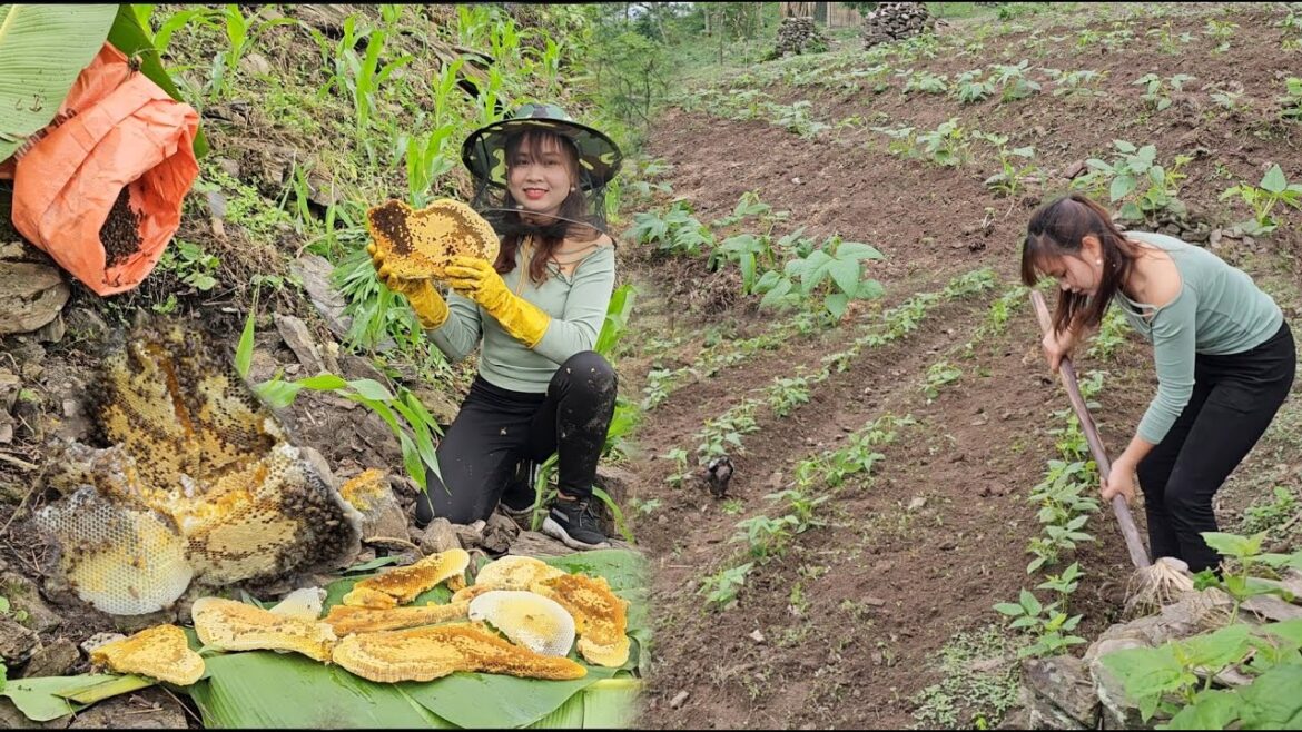 Take care of the vegetable garden, catch honey bees back to the farm and feed the chickens.